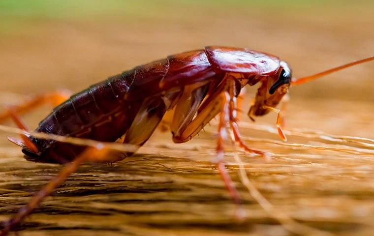 Cockroach Control in Bangladesh