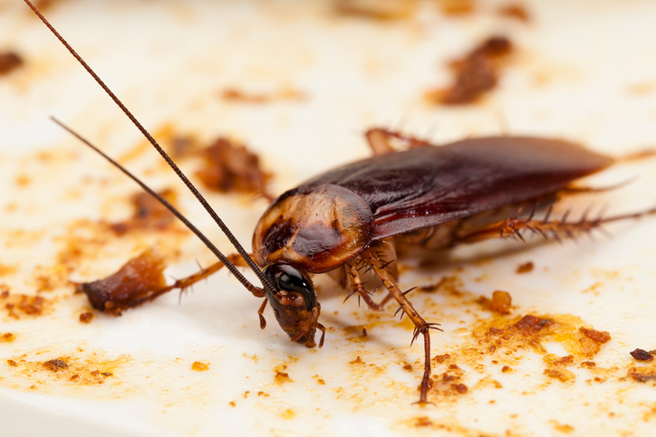 Cockroach Control in Bangladesh