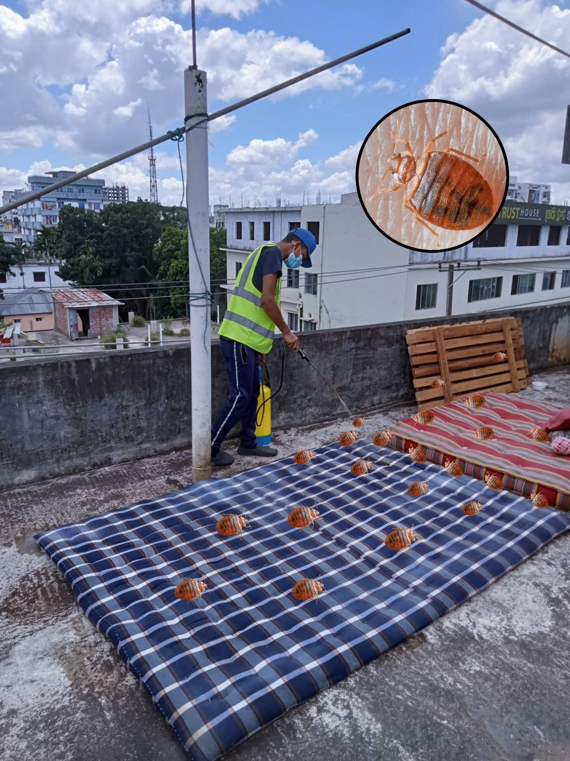 Bedbug Control in Bangladesh