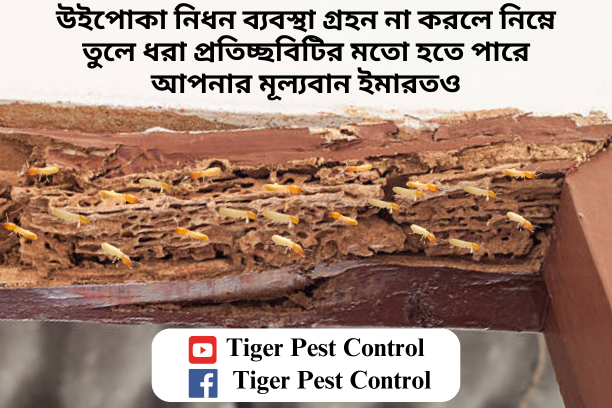 termite control in Bangladesh