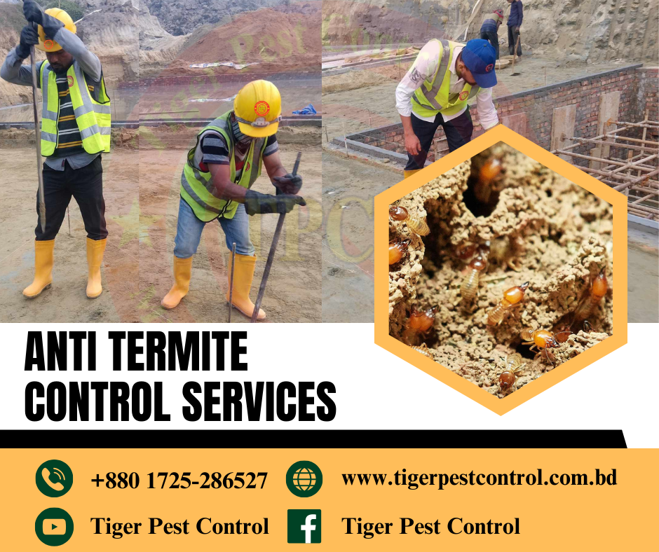 termite control bd