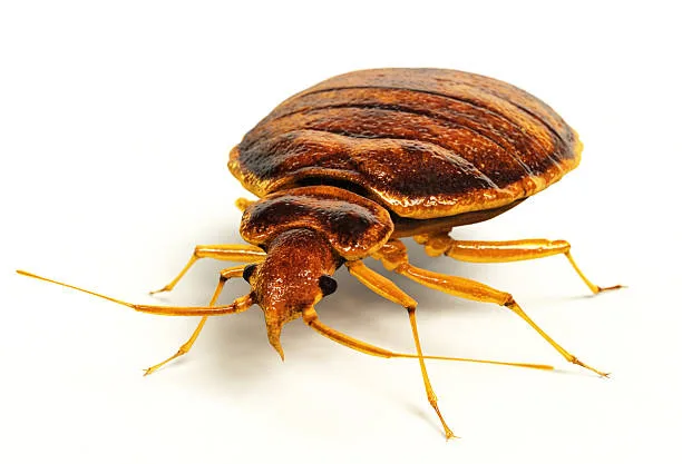 bedbug control service in BD