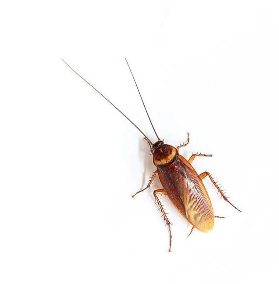 Cockroach Control Service