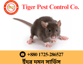 Rat Control in Bangladesh